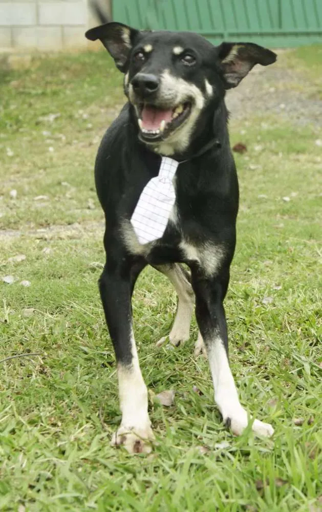 Cachorro ra a SRD idade 5 anos nome CAFÉ, um anjo!