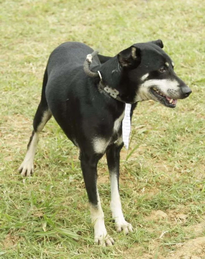 Cachorro ra a SRD idade 5 anos nome CAFÉ, um anjo!