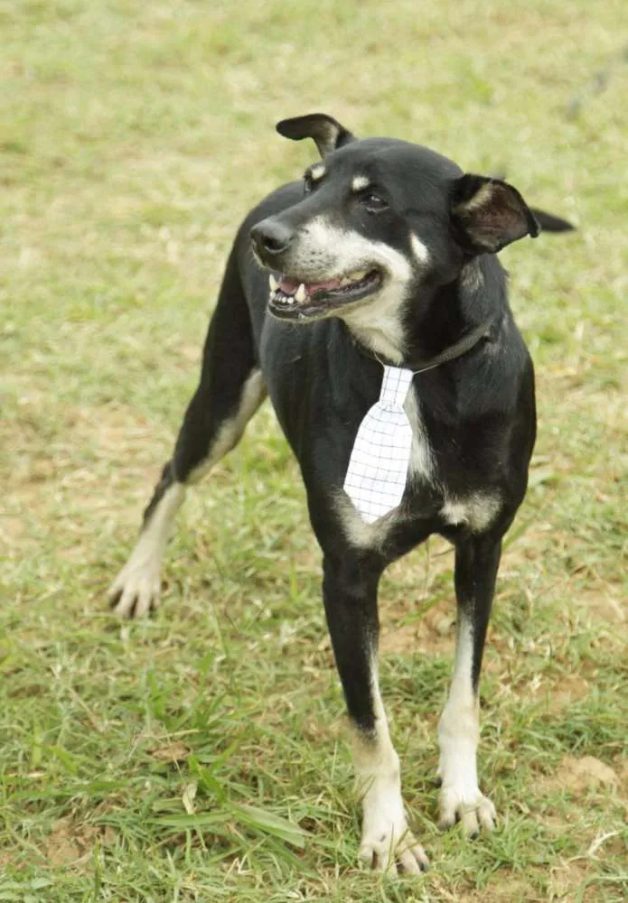 Cachorro ra a SRD idade 5 anos nome CAFÉ, um anjo!