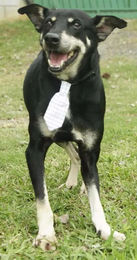Cachorro ra a SRD idade 5 anos nome CAFÉ, um anjo!
