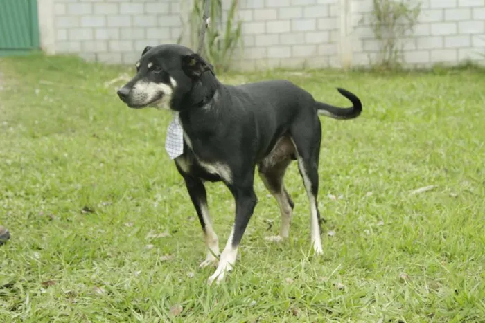 Cachorro ra a SRD idade 5 anos nome CAFÉ, um anjo!