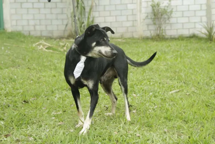 Cachorro ra a SRD idade 5 anos nome CAFÉ, um anjo!