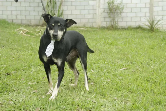 Cachorro ra a SRD idade 5 anos nome CAFÉ, um anjo!