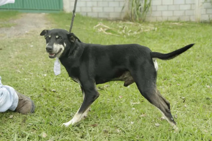 Cachorro ra a SRD idade 5 anos nome CAFÉ, um anjo!