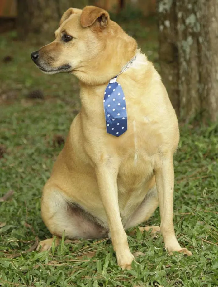 Cachorro ra a SRD idade 6 ou mais anos nome JOHNY - Um cara fofo!