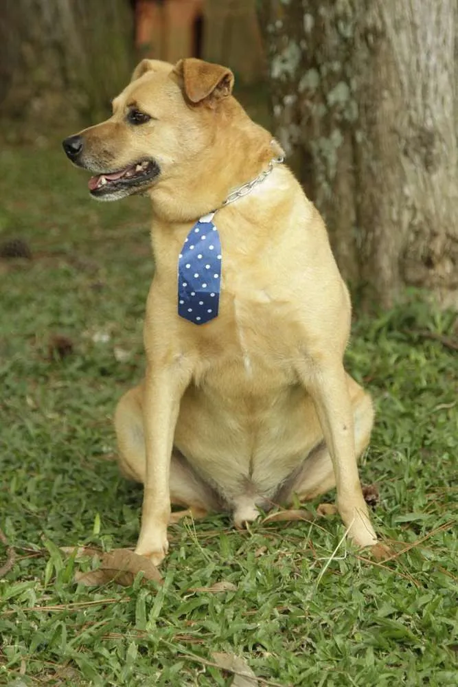 Cachorro ra a SRD idade 6 ou mais anos nome JOHNY - Um cara fofo!