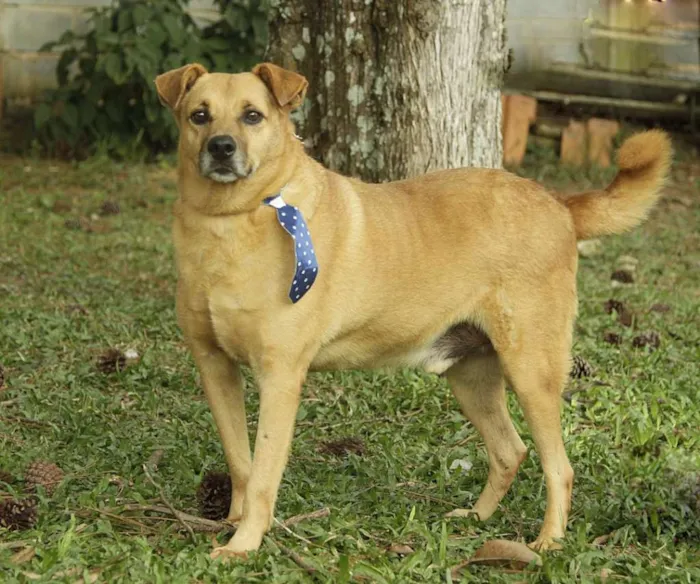 Cachorro ra a SRD idade 6 ou mais anos nome JOHNY - Um cara fofo!
