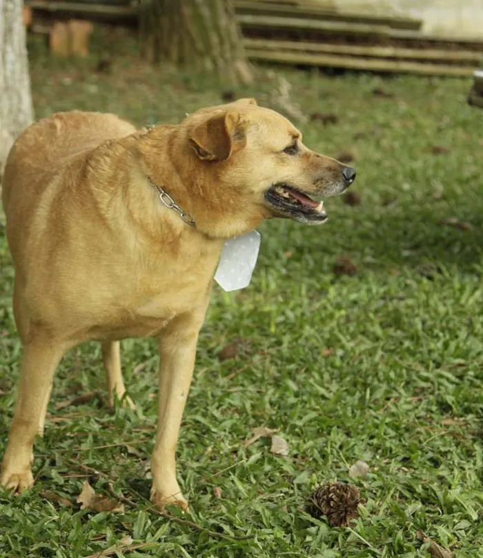 Cachorro ra a SRD idade 6 ou mais anos nome JOHNY - Um cara fofo!