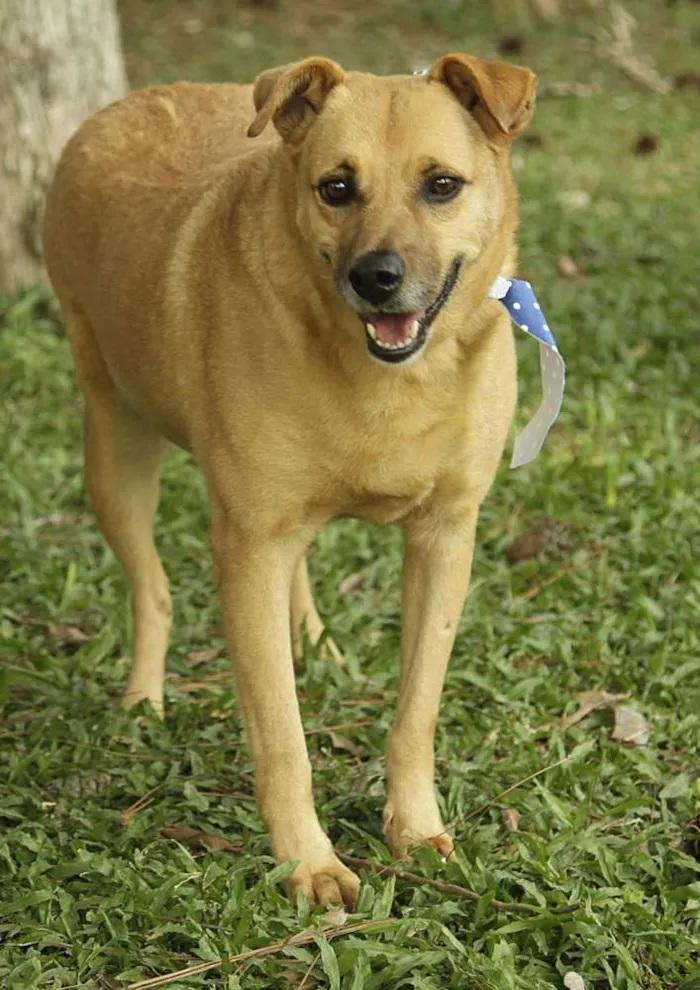 Cachorro ra a SRD idade 6 ou mais anos nome JOHNY - Um cara fofo!