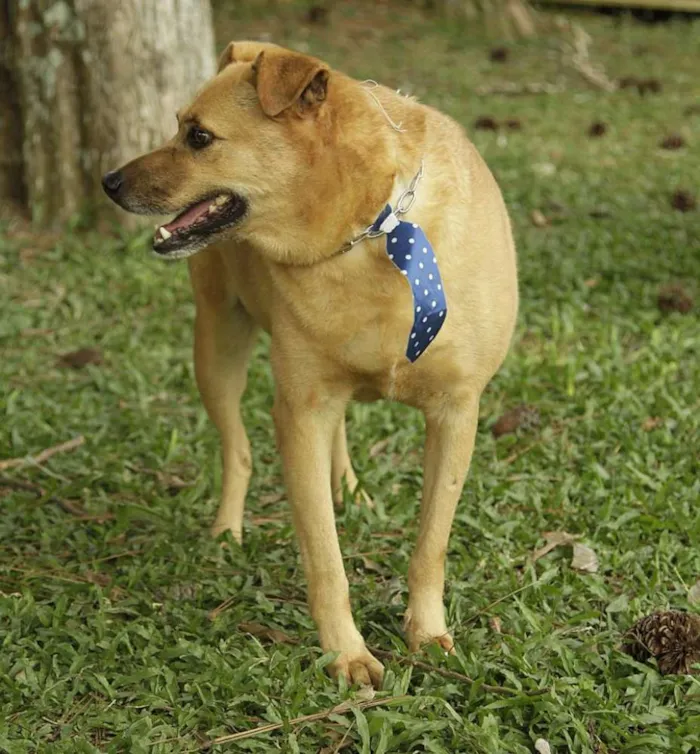 Cachorro ra a SRD idade 6 ou mais anos nome JOHNY - Um cara fofo!