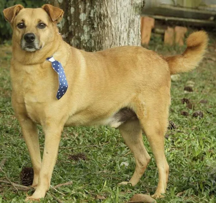Cachorro ra a SRD idade 6 ou mais anos nome JOHNY - Um cara fofo!