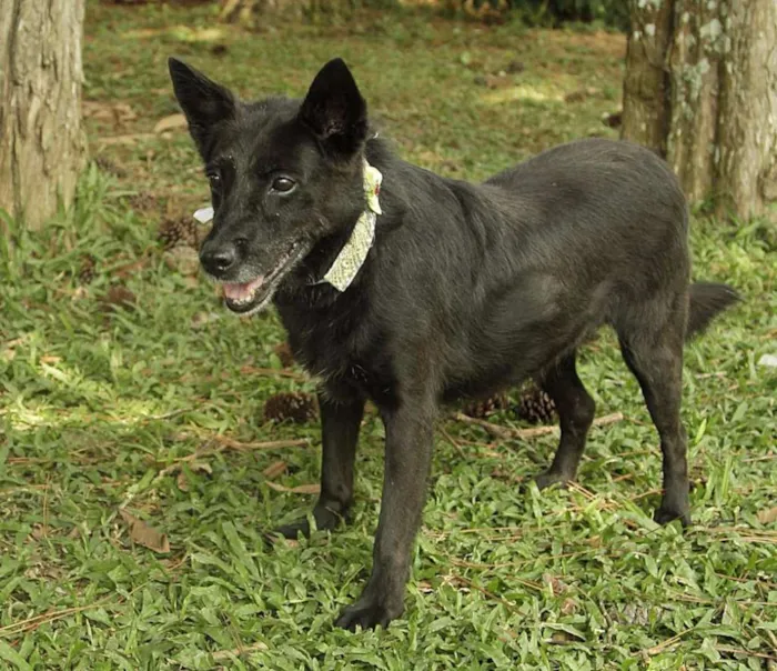 Cachorro ra a SRD idade 6 ou mais anos nome MONALISA, nossa MONA!