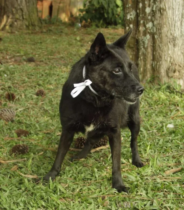 Cachorro ra a SRD idade 6 ou mais anos nome MONALISA, nossa MONA!