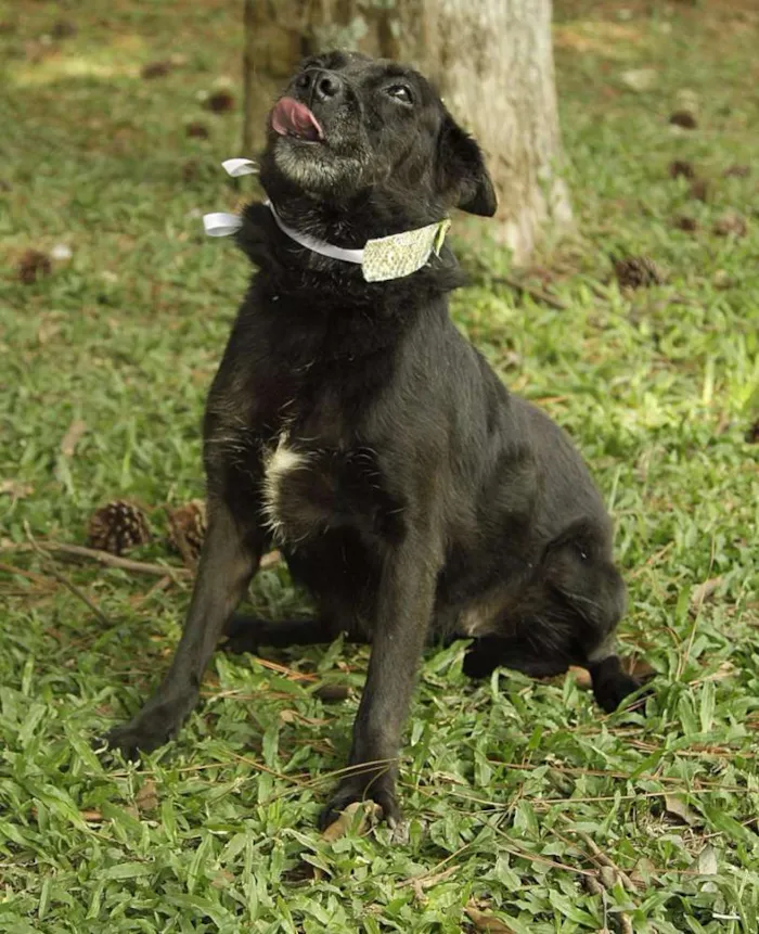 Cachorro ra a SRD idade 6 ou mais anos nome MONALISA, nossa MONA!