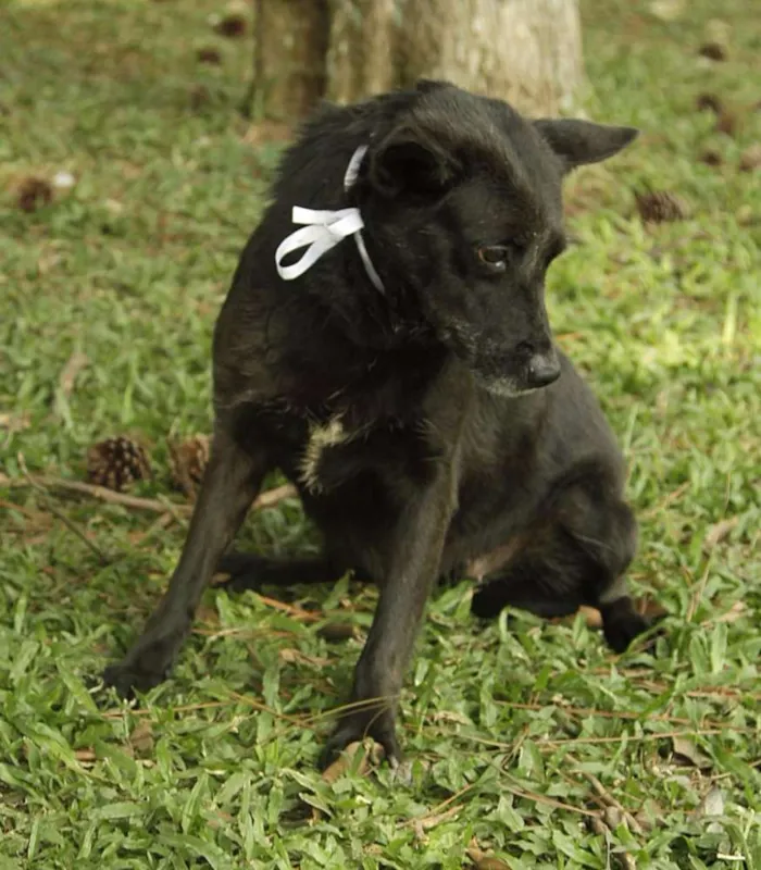 Cachorro ra a SRD idade 6 ou mais anos nome MONALISA, nossa MONA!