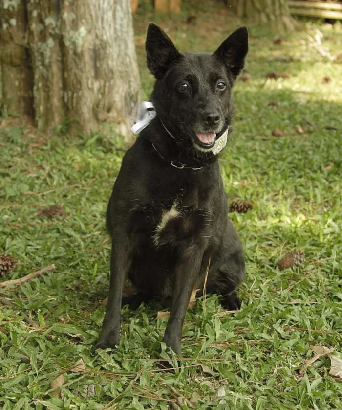 Cachorro ra a SRD idade 6 ou mais anos nome MONALISA, nossa MONA!