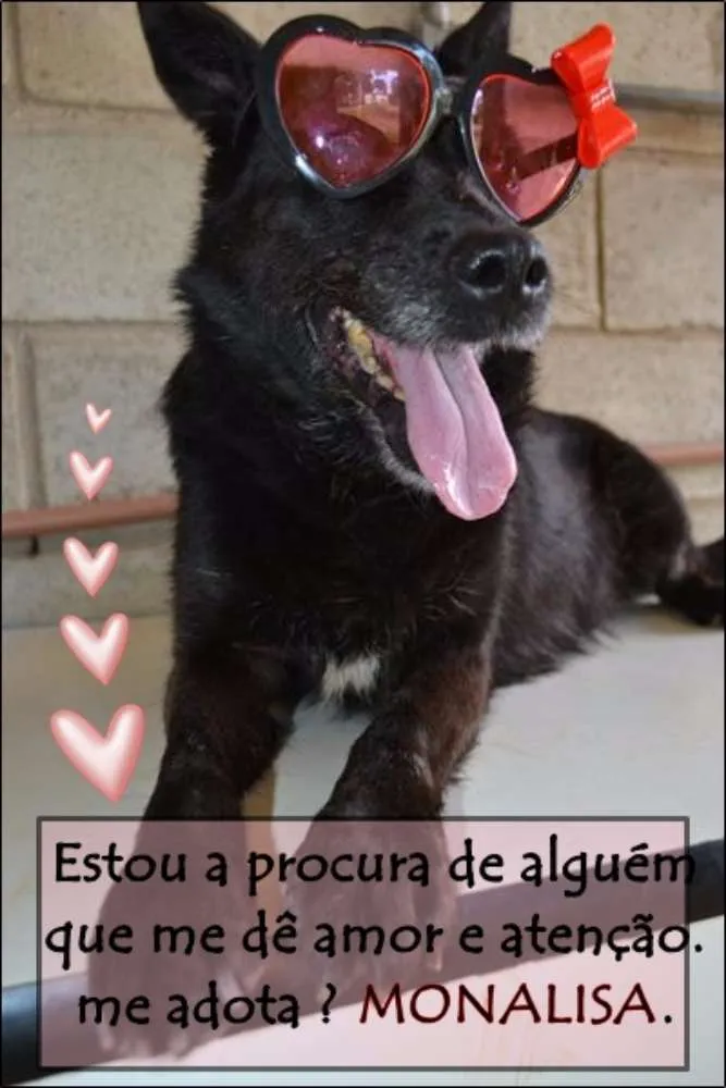 Cachorro ra a SRD idade 6 ou mais anos nome MONALISA, nossa MONA!
