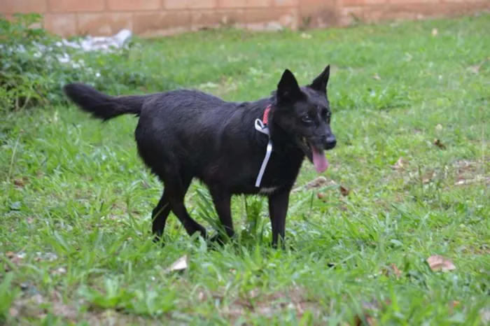 Cachorro ra a SRD idade 6 ou mais anos nome MONALISA, nossa MONA!