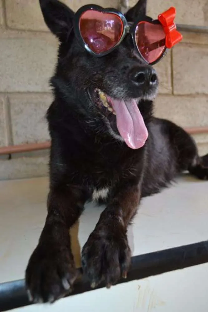 Cachorro ra a SRD idade 6 ou mais anos nome MONALISA, nossa MONA!