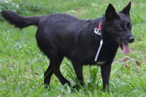 Cachorro ra a SRD idade 6 ou mais anos nome MONALISA, nossa MONA!