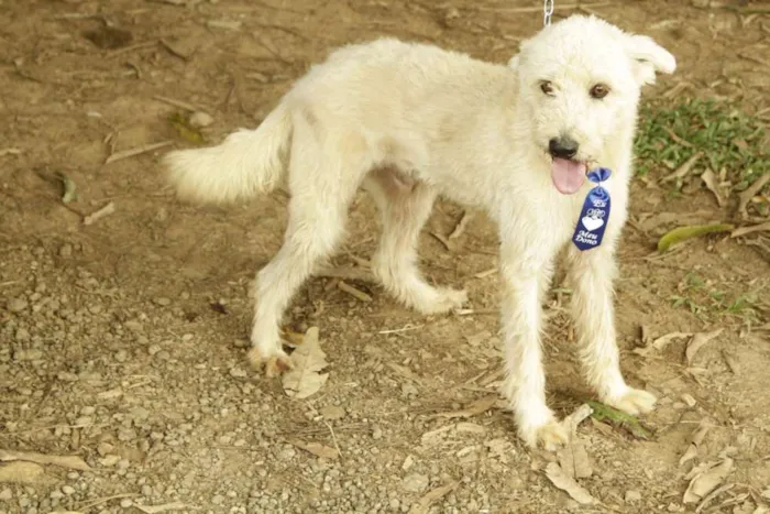 Cachorro ra a SRD idade 5 anos nome PANDY, cara lindo d