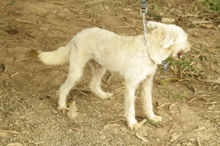 Cachorro ra a SRD idade 5 anos nome PANDY, cara lindo d