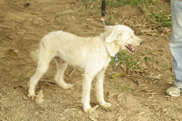 Cachorro ra a SRD idade 5 anos nome PANDY, cara lindo d