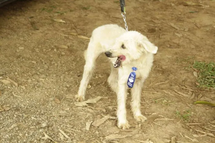 Cachorro ra a SRD idade 5 anos nome PANDY, cara lindo d