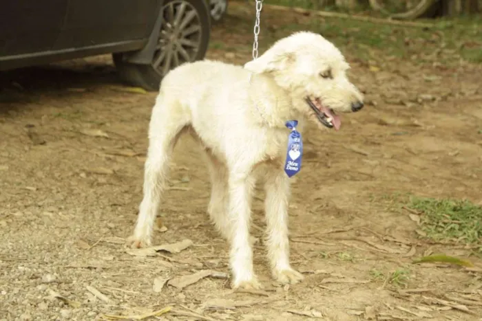 Cachorro ra a SRD idade 5 anos nome PANDY, cara lindo d