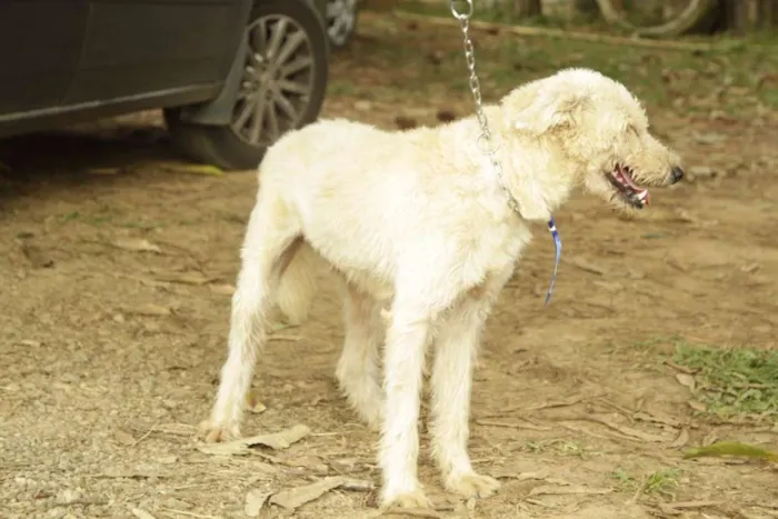 Cachorro ra a SRD idade 5 anos nome PANDY, cara lindo d