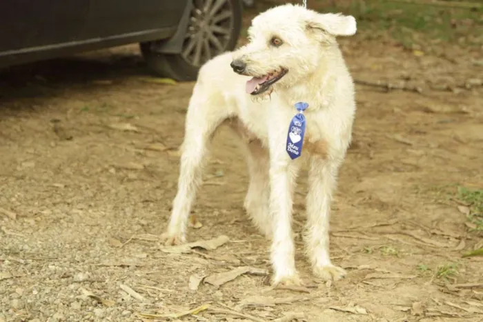 Cachorro ra a SRD idade 5 anos nome PANDY, cara lindo d