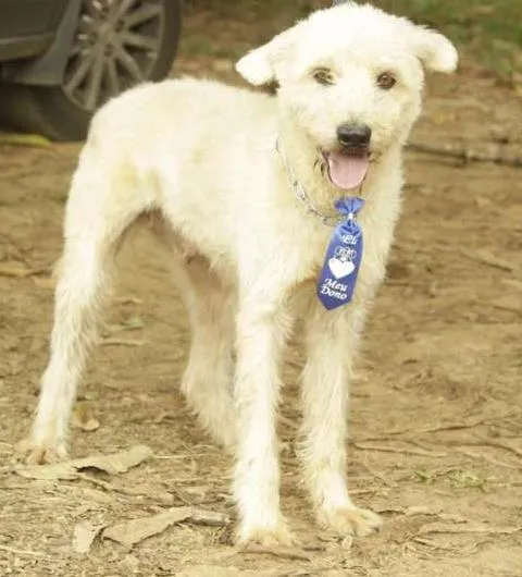 Cachorro ra a SRD idade 5 anos nome PANDY, cara lindo d
