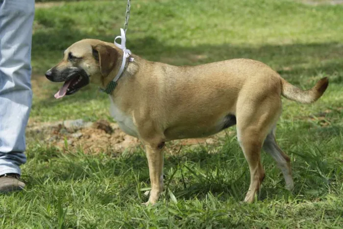 Cachorro ra a SRD idade 6 ou mais anos nome PILAR, um doce de g