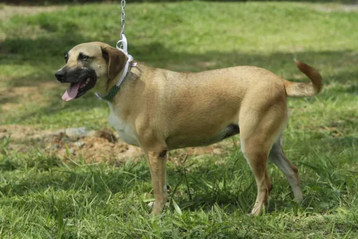 Cachorro ra a SRD idade 6 ou mais anos nome PILAR, um doce de g