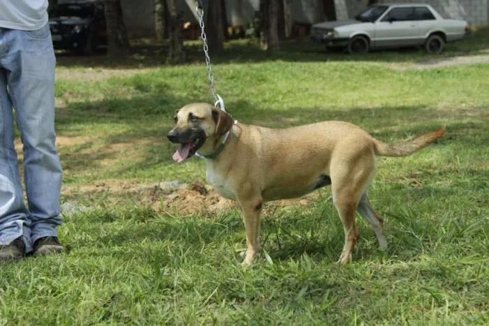 Cachorro ra a SRD idade 6 ou mais anos nome PILAR, um doce de g