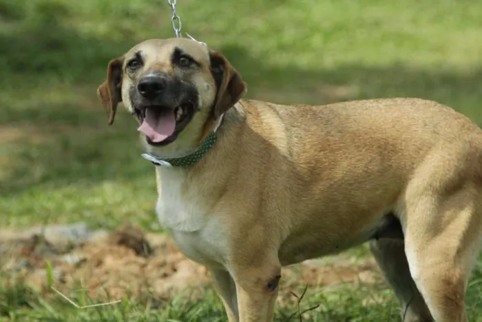 Cachorro ra a SRD idade 6 ou mais anos nome PILAR, um doce de g