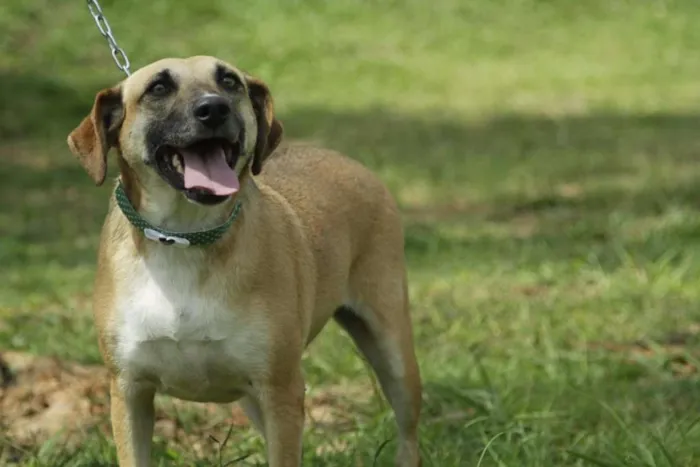 Cachorro ra a SRD idade 6 ou mais anos nome PILAR, um doce de g