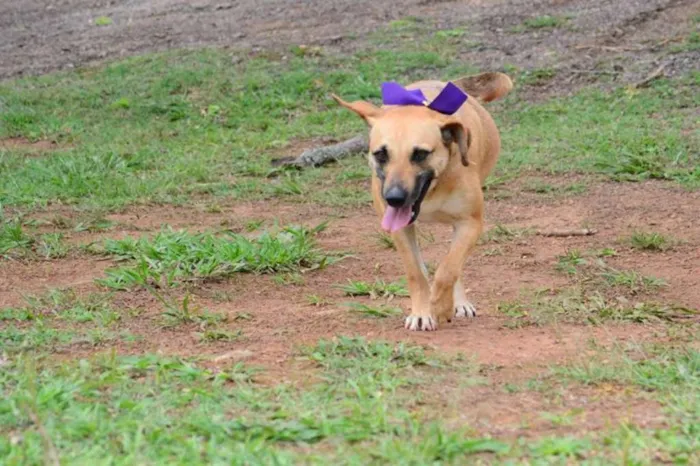 Cachorro ra a SRD idade 6 ou mais anos nome PILAR, um doce de g