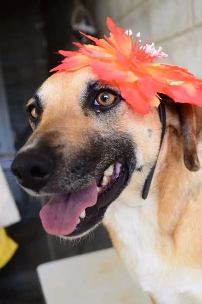 Cachorro ra a SRD idade 6 ou mais anos nome PILAR, um doce de g