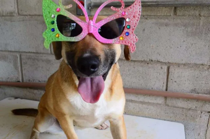 Cachorro ra a SRD idade 6 ou mais anos nome PILAR, um doce de g