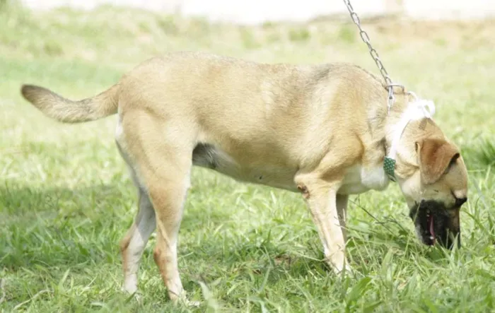Cachorro ra a SRD idade 6 ou mais anos nome PILAR, um doce de g