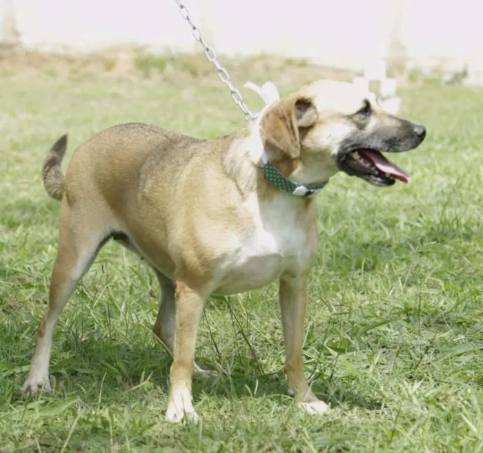 Cachorro ra a SRD idade 6 ou mais anos nome PILAR, um doce de g