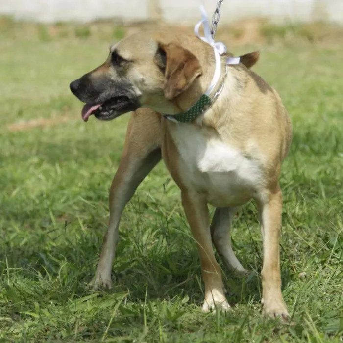 Cachorro ra a SRD idade 6 ou mais anos nome PILAR, um doce de g