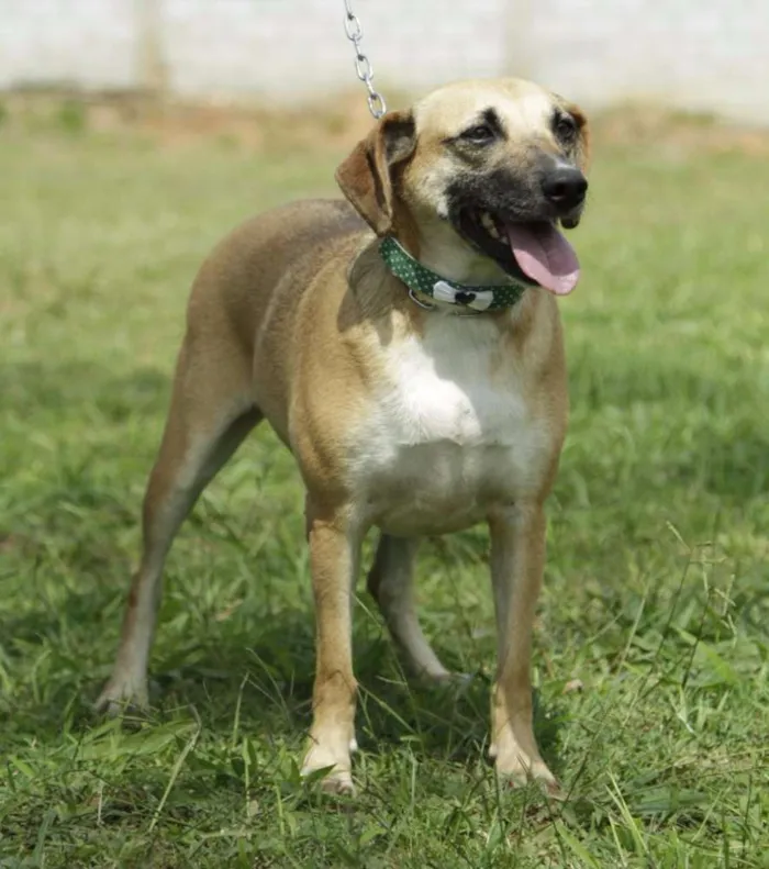 Cachorro ra a SRD idade 6 ou mais anos nome PILAR, um doce de g