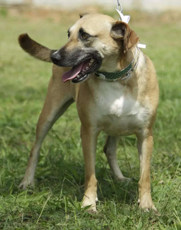 Cachorro ra a SRD idade 6 ou mais anos nome PILAR, um doce de g