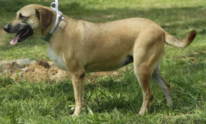 Cachorro ra a SRD idade 6 ou mais anos nome PILAR, um doce de g