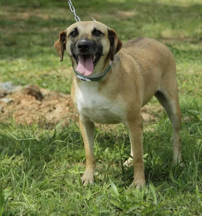 Cachorro ra a SRD idade 6 ou mais anos nome PILAR, um doce de g