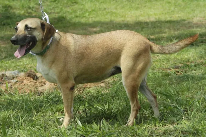 Cachorro ra a SRD idade 6 ou mais anos nome PILAR, um doce de g
