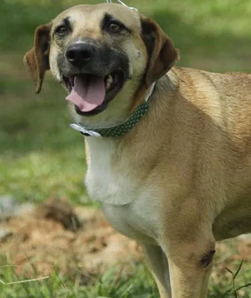 Cachorro ra a SRD idade 6 ou mais anos nome PILAR, um doce de g