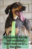 REX, menino mais li